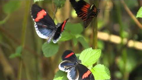 The Official Video "Float Like a Butterfly, Sting Like a Bee" by Flashmob Butterly