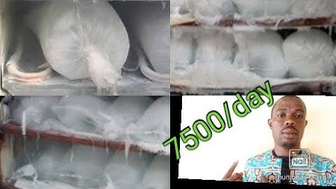 Cost of starting ice block business in Nigeria [lucrative ice block business].