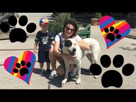 Video: Pas koji se može prilagoditi tjednu - Obi