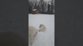 Great Pyrenees Dog Rolling In the Snow...#cute #greatpyrenees #funnydogs #dog #funny