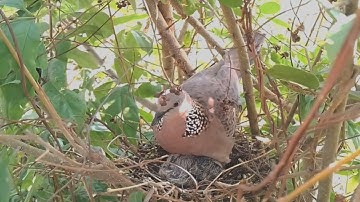 #EP10. Spotted Dove birds Feed the baby in the nest well [ Review Bird Nest ]