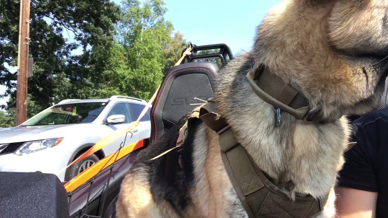 German Shepard dog loves ridding in the Polaris Slingshot motorcycle