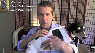 Dog Spine Pain Relief