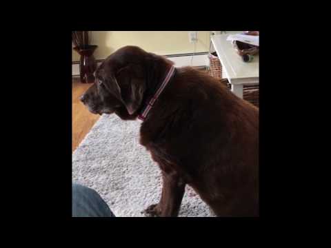 Dog farting louder than any human