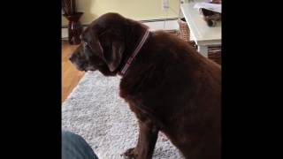 Dog farting louder than any human