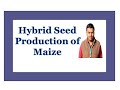 Hybrid seed production of Maize by Dr S S Bornare