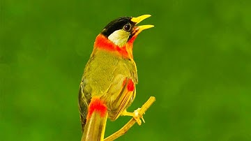 BURUNG PANCAWARNA GACOR UNTUK MASTERAN  | Silver Eared Mesia