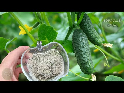 Cucumbers grow 300% faster when I pour this under the roots!