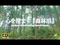 心を澄ます 『森林浴』～ 鳥のさえずり| 勉強や制作の集中力向上・ヨガ・ストレッチ【ASMR / 4K】