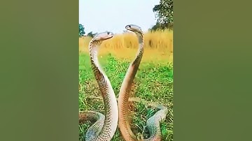 Snake dance.#shortvideo #snakedance.