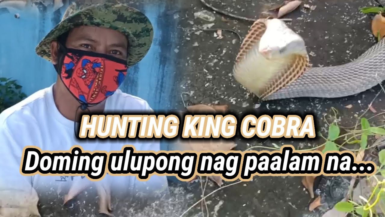 Hunting king cobra  doming ulupong nag paalam na..