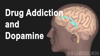 Mechanismus drogové závislosti v mozku, animace.