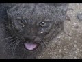 Personal de protección civil rescató un ejemplar de Puma Jaguarundi.