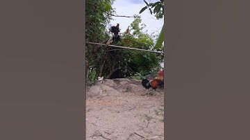 gà rừng bây như chim bồ cao.qaib qus ya ntxuaj ti cuag noog/Hlau youtube