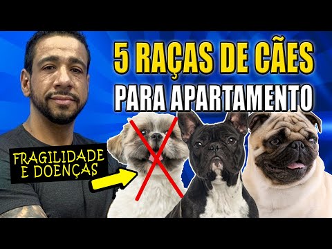 Vídeo: 5 Raças De Cães Para Um Apartamento