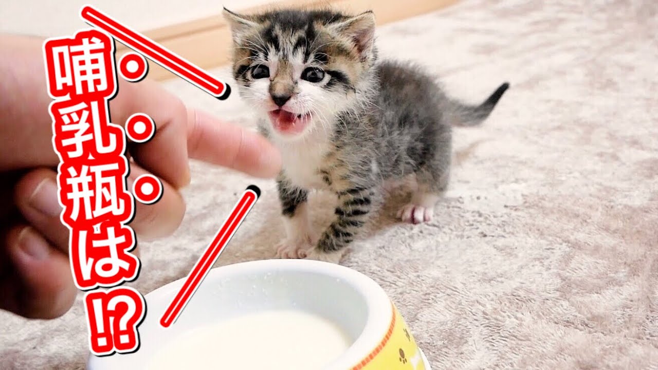 保護猫ちゃん　お幸せに 子ネコがニョキニョキ♪】 先輩ニャンコに近づきたい保護猫