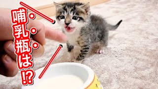 哺乳瓶を激おこで要求する生後２５日目の子猫。【保護猫】