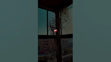 انا من اول يوم بحياتي بفكر فيك اكسبلور تصميم فيديوهات Sad اقتباسات شعر ستوريات عبارات 