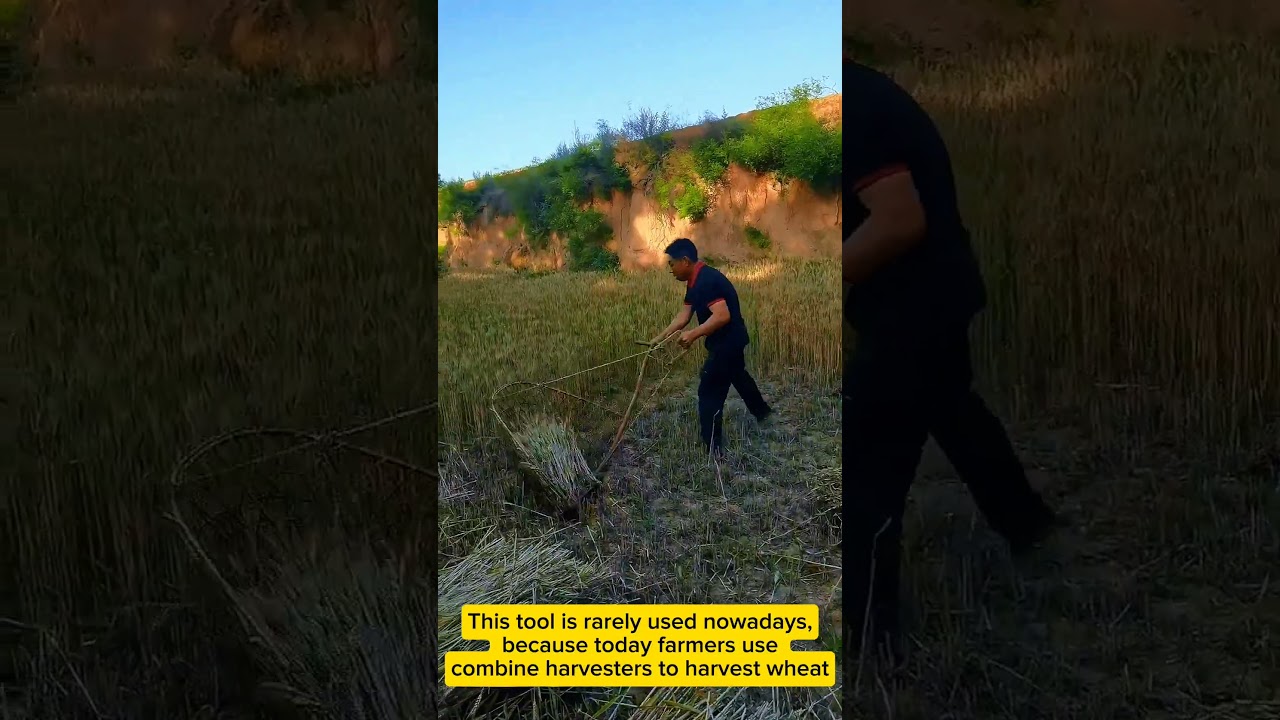 Ancient wheat harvesting tools 