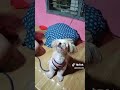 Tiktokerist Ang Sachiko Tutang Gala Dancingdog Dancechallenge Trending Fyp Viral Tiktok Tiktokerist Ang Sachiko Tutang Gala Dancingdog Dancechallenge Trending Fyp Viral Tiktok