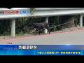 嚇! 母騎車載孩童遊壽山 遇野狗大軍追逐狂吠 萬壽山浪犬聚集 民眾:有人餵食被追逐多次 動保處:加強取締餵食｜三立新聞LIVE