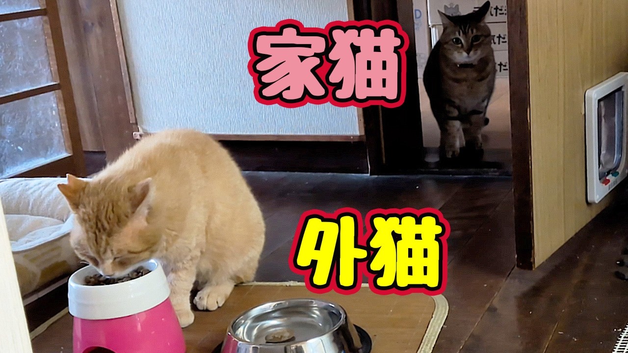 猫ちゃん達と夏の川♪♪ホタル付き Look behind you! Look behind you! [Former stray cat] - YouTube