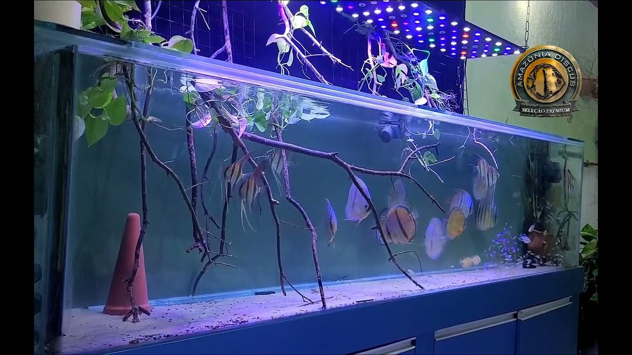 Disco Selvagem, Amazônia Discus Seleção Premium YouTube