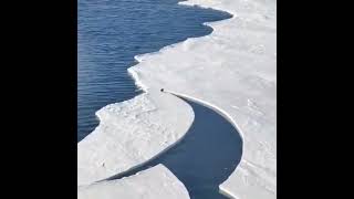 🐧Ayrılan Buz Parçasından Son Andaki Çabasıyla Kurtulup Arkadaşlarına Kavuşan Penguen