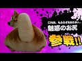 爆笑イッヌ全員参戦!!part14