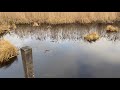 Экотропа Раковые озёра, линия Маннергейма и котик