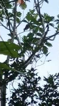 🔴BILBONG GACOR DI ALAM LIAR