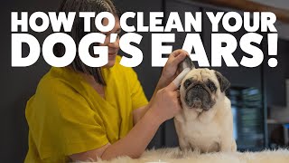 How to clean a dogs ears