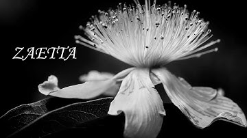 Thumbnail of LUCHO BERMUDEZ FIESTA DE NEGRITOS