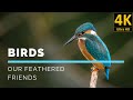 Birds: Our Feathered Friends in stunning 4K