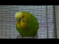 おしゃべりインコのピッピがしゃべるしゃべる！