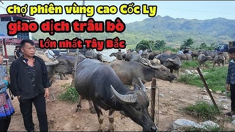 Trải nghiệm chợ phiên vùng cao Cốc Ly giao dịch trâu bò lớn nhất Tây Bắc || NôngNghiệp247
