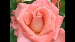 HAPPY BIRTHDAY BABY - BY TONY CHRISTIE