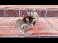 В подвал кто то выбросил десяток умирающих котят the kittens need our help