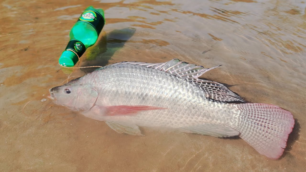 I made a FISH TRAP from a trash bottle and caught a LOT OF FISH!