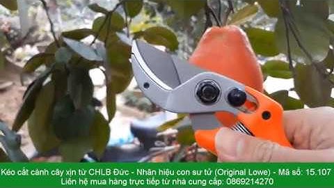 Mô hình trồng KÉP bưởi da xanh và Kéo cắt cành Đức xịn Original Lowe 15.107