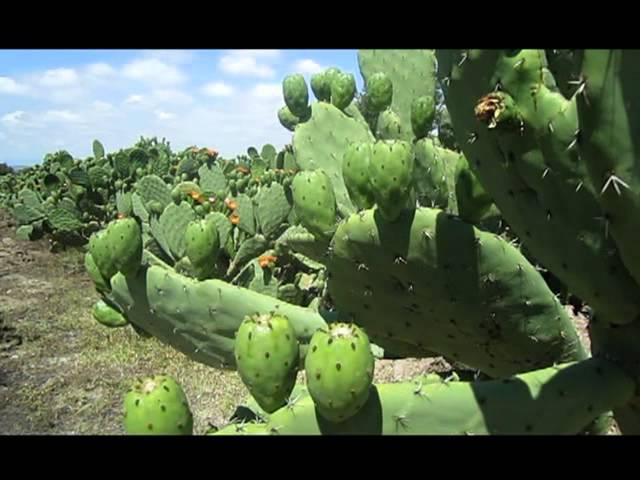 proceso nopal