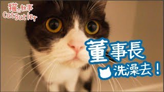 [貓の執事CatButler]店貓董事長，洗澡囉！！