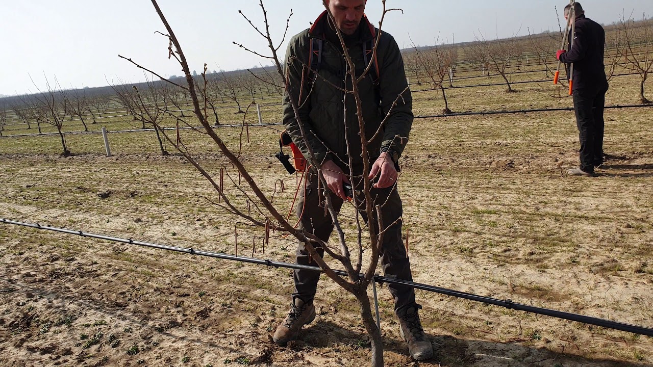 Uslužna rezidba voća-rezidba lešnika,u eko proizvodnji