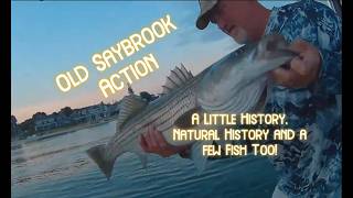 Old Saybrook Action, History, Natural History and Fish Too!