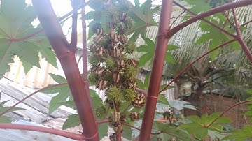 cây thầu dầu - cây đu đủ dầu -  trị đau nhức xương khớp