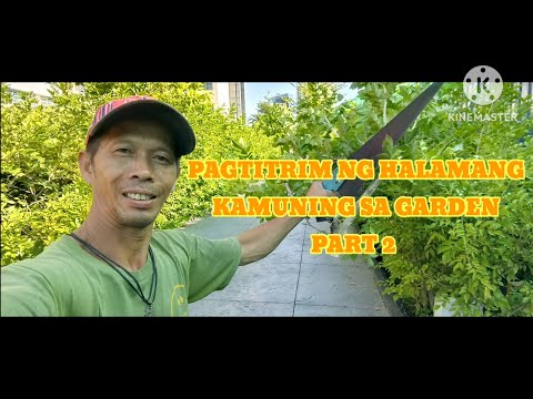 KAPINOY/PAGTITRIM NG HALAMANG KAMUNING SA GARDEN PART 2