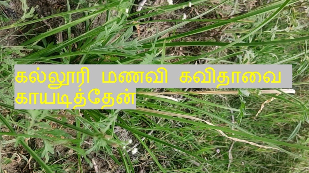 kalluri manavi kavithavai kayadithen || tamil kama kathaigal || madhu mitha  || Natural planet - YouTube