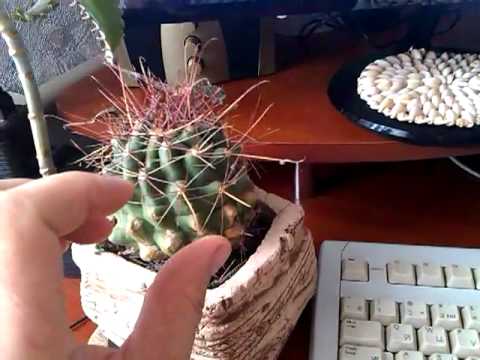 Video: Wat Is Die Kaktusse Is Lank