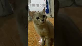 Download Lagu emang boleh #sound #tiktok #viralllll MP3