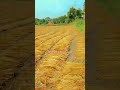 ইসলামিক কন্ঠে আল্লাহ সবাইকে হেদায়েত দান করেন এমন 😭🤲